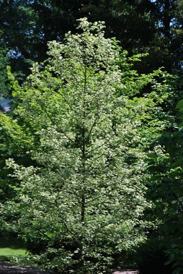 Liquidambar styraciflua 'Silver King' - ambroň západní - letní habitus
